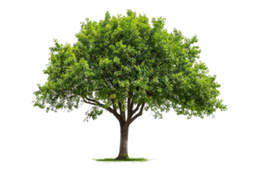 Lush chestnut tree with rich green leaves and early-stage seed pods isolated on transparent background