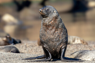 Close up of juvenile Antarctic Fur Seal