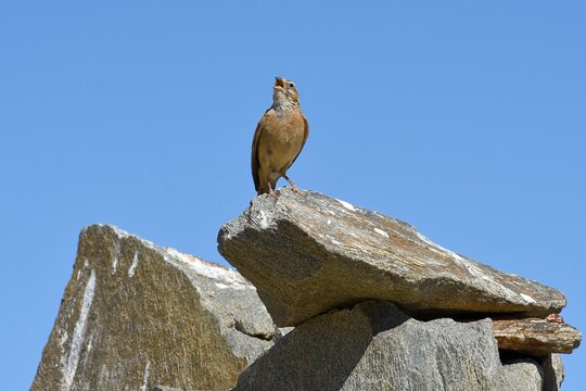 Singende Lerche in der Namib
