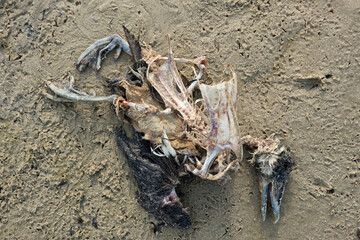 Carcass of a seabird, probably a Cormorant, victim of avian influenza, washed up on the beach 