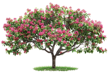 Small crabapple tree showcasing vibrant fruit in the fall season, set in a tranquil garden setting isolated on transparent background