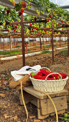 Basket strawberries bench.Strawberries growing plants. High quality 4k footage