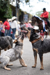 Perro australiano ganadero jugando con cachorro australiano