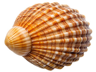 Fototapeta premium seashell isolated on white background