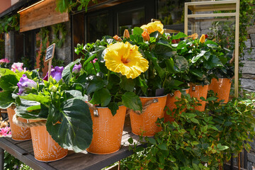 Blooming plants of gloxinia (Sinningia speciosa) and yellow hibiscus displayed outside a flower shop in summer, France