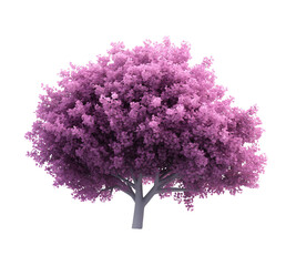 Obraz premium beautiful blooming purple tree with vibrant foliage isolated png transparent background