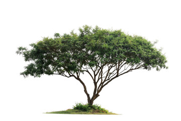 Majestic Douglas tree with tall, straight trunk and thick green foliage isolated on transparent background