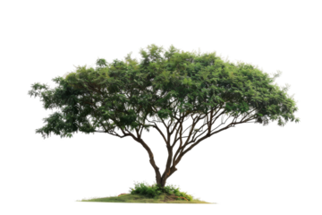Majestic Douglas tree with tall, straight trunk and thick green foliage isolated on transparent background