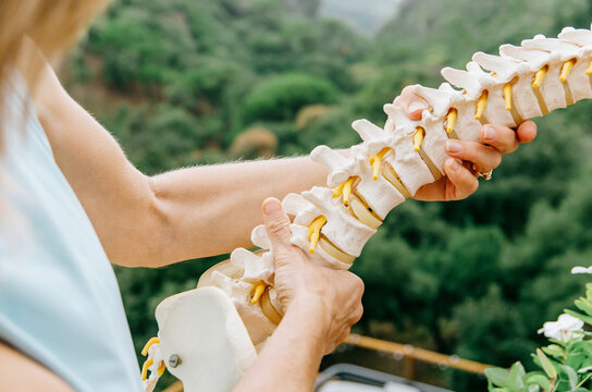 Close-up of physiotherapist holding anatomical spine model
