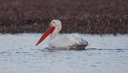 pelican 