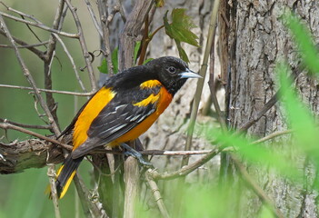 baltimore oriole