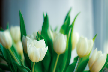 Naklejka premium horizontal image of delicate white tulips. spring bouquet in pastel colors