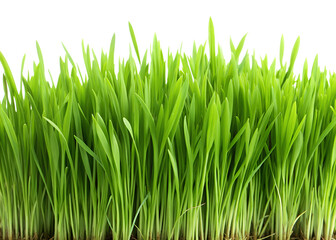 Fototapeta premium green grass on white background