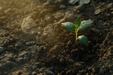 New plant sprouting in rich soil under golden sunlight during early morning