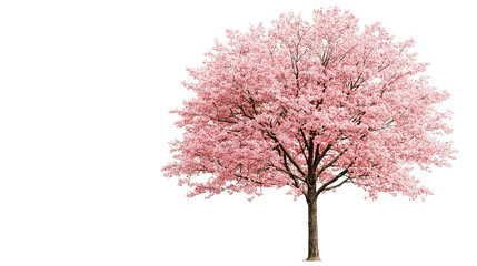 Obraz premium Blossoming cherry tree clipart nature illustration simple design