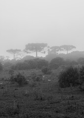 Grassland and Araucaria moist forest in a foggy day - Sao Francisco de Paula, South of Brazil