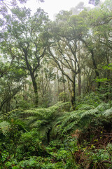 Inside an Araucaria moist forest (Mixed ombrophilous forest) - Sao Francisco de Paula, South of Brazil