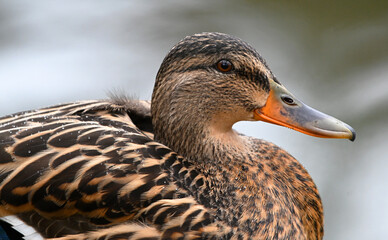 a mallard in a lake