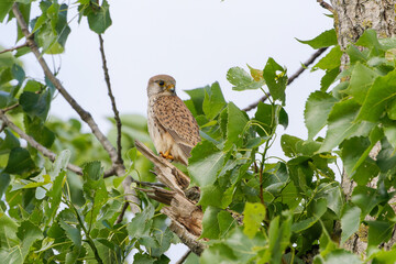Turmfalke sitzt auf einem Baum