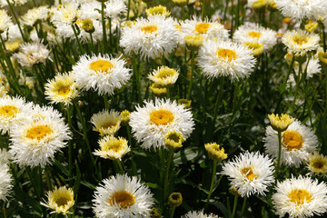 Fototapeta premium Beautiful summer flowers in full sun