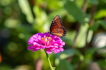 Butterfly resting on colorful wildflower in the Texas Hill Country