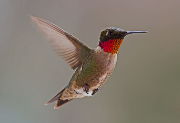 hummingbird in flight