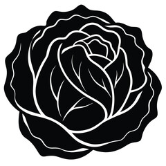 vector illustration of a cabbage