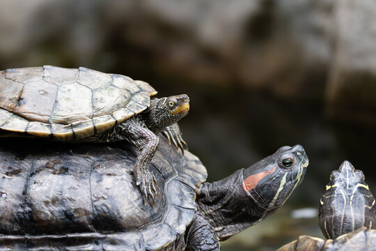 Common Map Turtle (Graptemys geographica), a freshwater turtle found in rivers and lakes of North America.