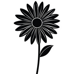 daisy flower isolated on white background