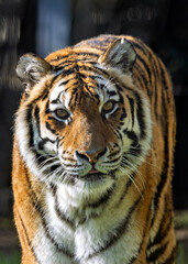 Siberian Tiger (Panthera tigris altaica), the world's largest cat, roaming the forests of Russia and China..
