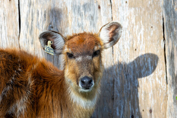 Sitatunga Antelope (Tragelaphus spekii), a swamp-dwelling antelope native to Central and West Africa.