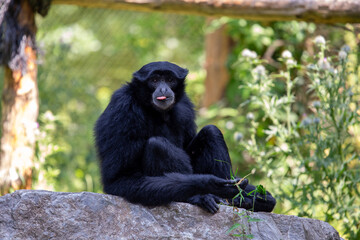 Siamang Gibbon (Symphalangus syndactylus), a loud-calling primate from the rainforests of Sumatra..