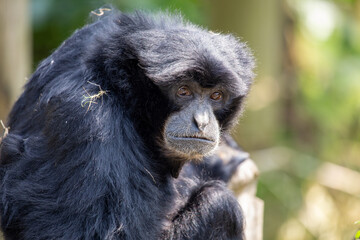 Siamang Gibbon (Symphalangus syndactylus), a loud-calling primate from the rainforests of Sumatra..