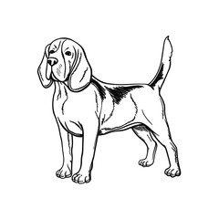 Detailed Beagle vector icon in black and white line art