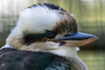 Laughing Kookaburra (Dacelo novaeguineae), a native kingfisher of Australia, perched in the wild.