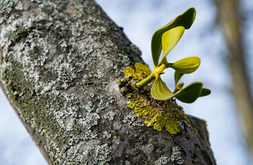Green parasitic mistletoe spouts on a tree trunk