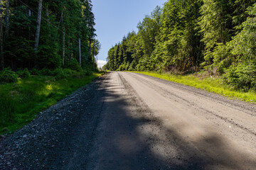 gravel road through sunny green forest coniferous trees and stump near the road
