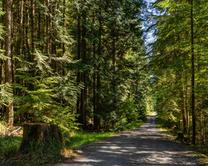 Obraz premium gravel road through sunny green forest coniferous trees and stump near the road
