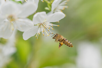 close up of Flying honey bee collecting bee pollen from blossom. Bee collecting honey. Summer and spring backgrounds, White cherry blossoms Flying insect