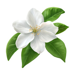 Obraz premium Citrus Flower with Fresh Green Leaves Isolated on Transparent Background