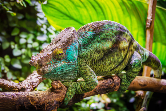 Parson's Chameleon perched on a branch at the zoo. Vibrant colors and unique patterns of this rare reptile make it a fascinating subject for wildlife and nature photography.