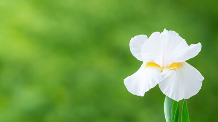 White iris flower blooming against vibrant green background