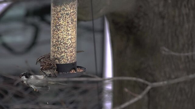 Small sparrows and dark eyed junco gather around a feeder filled with birdseed in a calm suburban backyard