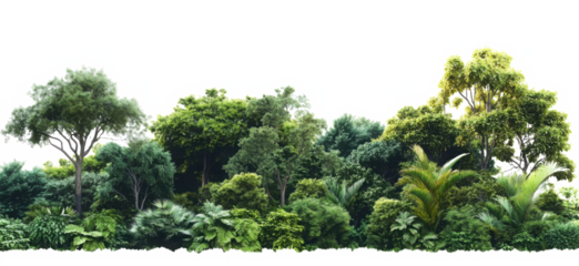 PNG Amazon rainforest landscape nature outdoors scenery.
