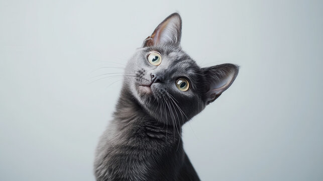 Adorable cat with tilted head in studio portrait - perfect for pet lovers and animal designs