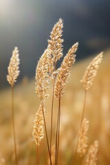 Fototapeta premium Golden Grass in Sunlight