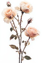 Beautiful pink roses bouquet in watercolor art style