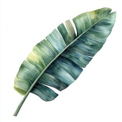 Soft green banana leaf with gentle gradients of color