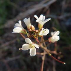 日本で春にタネツケバナが白い花を咲かせています