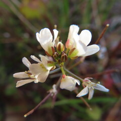 日本で春にタネツケバナが白い花を咲かせています